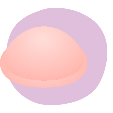 illustration of internal diaphram